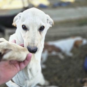 575221794 1377539784094883 8300030406559676709 n