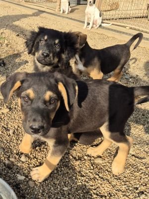 Whatsapp bild 2025 09 25 um 09.54.04 95d3a50a