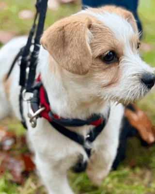 Aveline (BV) Aveline (BV)