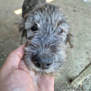 550915974 1799216800984823 8504461668369978039 n