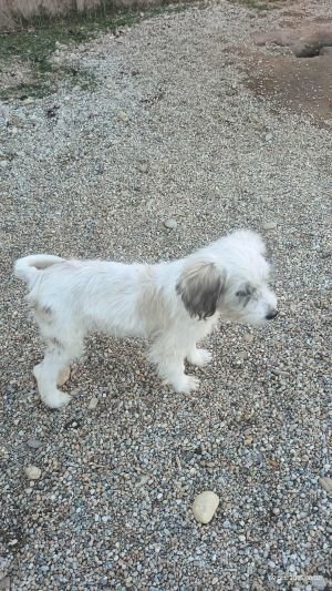 551677959 2026346701465826 5429262117196520456 n