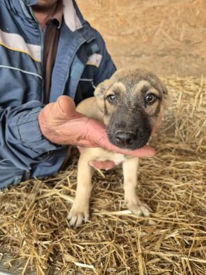 Peanut (BV) Peanut (BV)