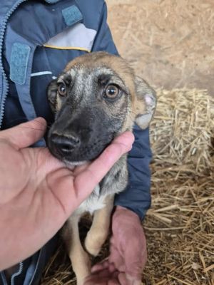 Picasso (BV) Picasso (BV)