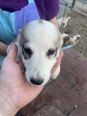 553515355 1508163613763817 4906459774880555254 n