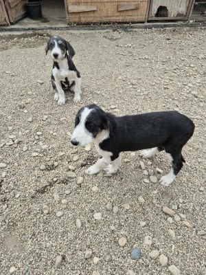 553599836 1309885064114548 5020131144573327370 n