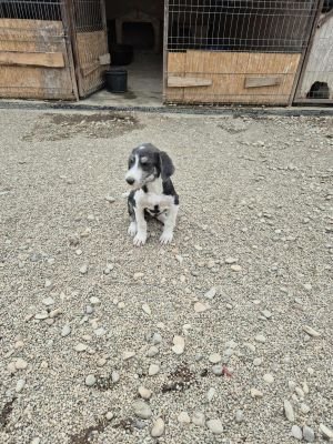 557121953 1371845314276381 7531442138317067649 n