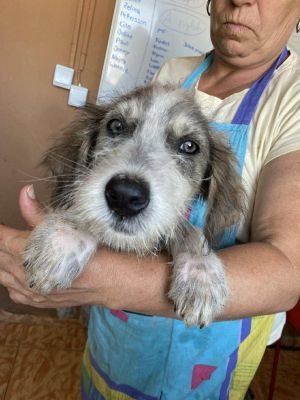 557432763 1305156611623074 3518652567479120673 n