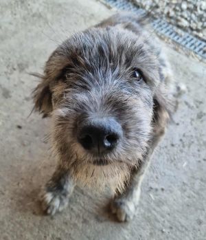 557597985 4395140717386771 5855680267627416874 n