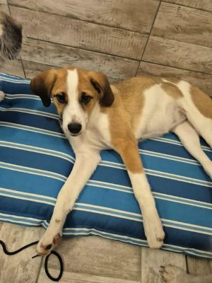 565046907 1352463086552404 2351727235136940808 n