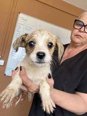 Aveline (BV) Aveline (BV)