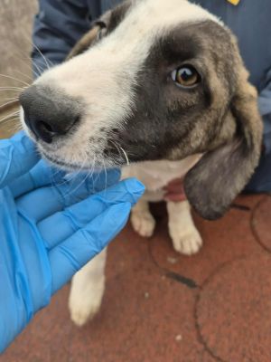 566485114 1302535068553603 8051717419216091874 n