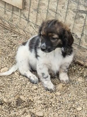 566499502 1100260888850047 219278549094187625 n