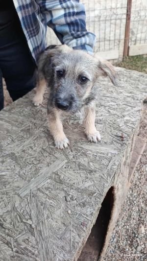 566507483 1319088439278482 8236235607631646626 n