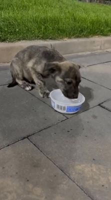 566598511 1302515584960065 5913221867600621739 n