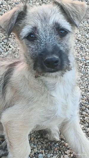 566638229 1402081154676381 974721979036523460 n