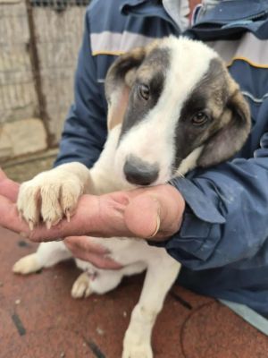 566715953 1155600566529240 1852202755831506744 n