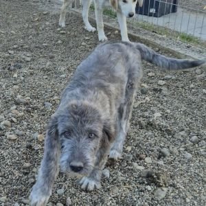 574833809 2478591339201498 3987258640656617187 n