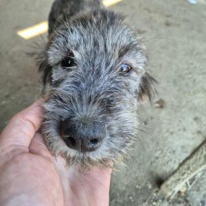 575115249 1258600636295908 3460426218021473385 n