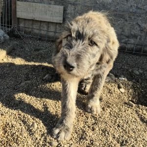 575734971 803248579219567 4907167796653984027 n