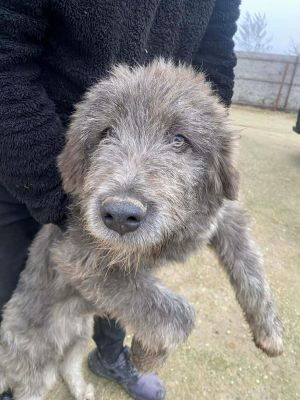 594339145 846028361647620 9202700449248361142 n