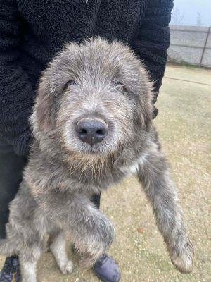 597767976 1375884670667978 6988685257556028673 n