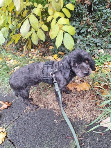 FB IMG 1763327216790 copy 382x510