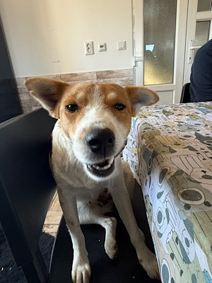 Img 2025 10 17 080836