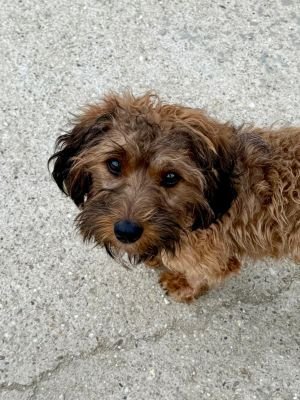 Curly (BV) Curly (BV)