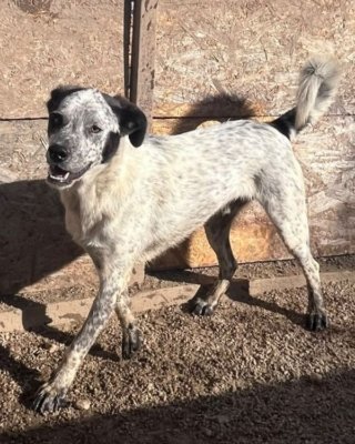 Keiko
