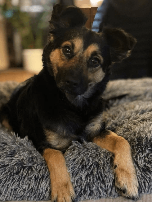 2025 11 21 11 37 07 Chat Copilot Pilot & Training Material Prep Microsoft Teams