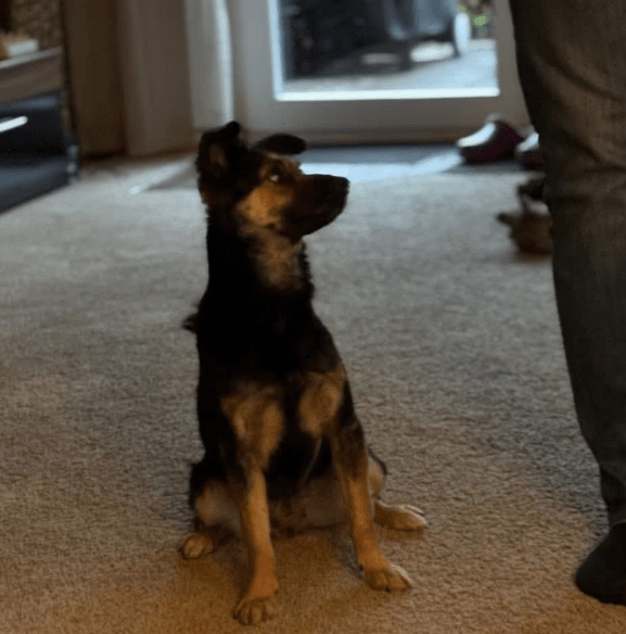 2025 11 21 11 37 15 Chat Copilot Pilot & Training Material Prep Microsoft Teams