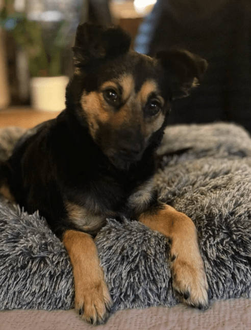 2025 11 21 11 37 21 Chat Copilot Pilot & Training Material Prep Microsoft Teams