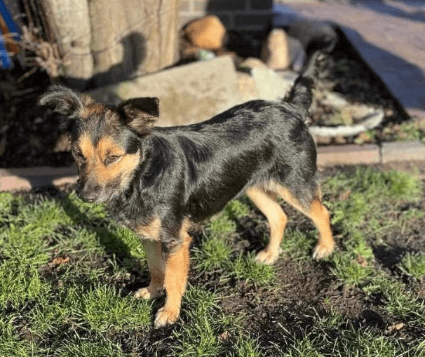 2025 11 21 11 37 31 Chat Copilot Pilot & Training Material Prep Microsoft Teams