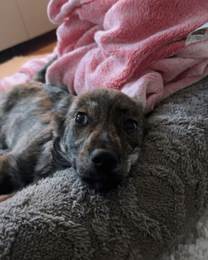 2025 12 09 08 48 16 Chat Perviz, Wahab Microsoft Teams