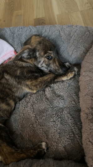 2025 12 09 08 48 33 Chat Perviz, Wahab Microsoft Teams