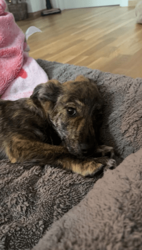 2025 12 09 08 48 38 Chat Perviz, Wahab Microsoft Teams