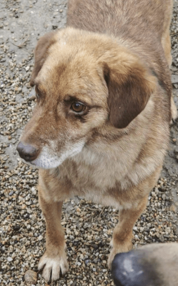 2026 01 06 10 41 30 PPM 22 Project Initiation Document E Invoicing Hungary.pptx PowerPoint