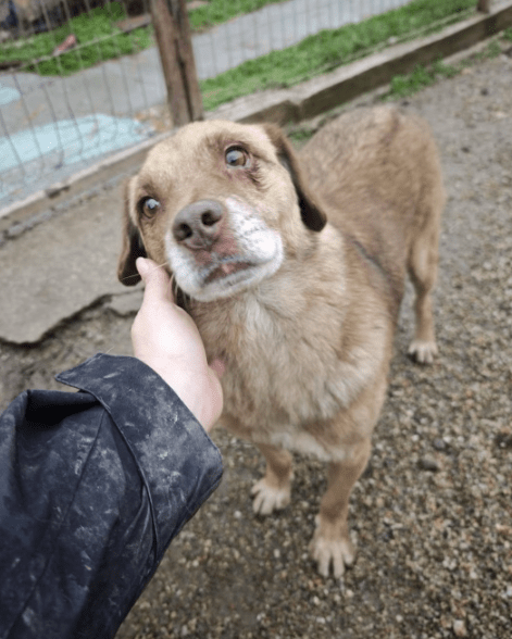 2026 01 06 10 41 34 PPM 22 Project Initiation Document E Invoicing Hungary.pptx PowerPoint