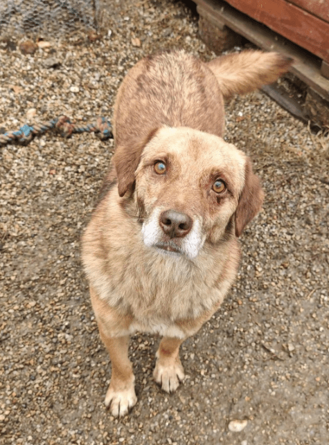 2026 01 06 10 41 39 PPM 22 Project Initiation Document E Invoicing Hungary.pptx PowerPoint