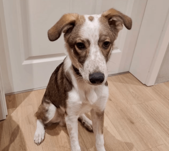 2026 02 13 11 15 22 SMC2SAPEmarsys Process Description.pptx PowerPoint