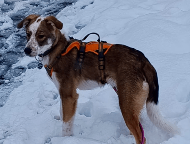 2026 02 13 11 15 30 SMC2SAPEmarsys Process Description.pptx PowerPoint