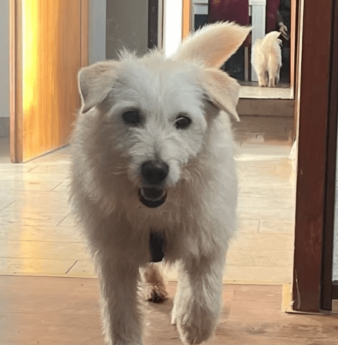 2026 02 13 11 20 18 SMC2SAPEmarsys Process Description.pptx PowerPoint