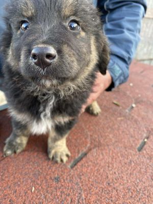 556056983 1153895552936053 8922802701190280484 n