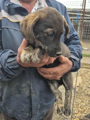 557096311 1146830847428422 5554838046748875690 n