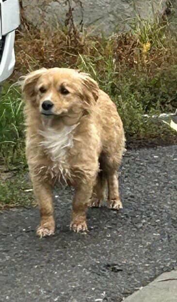 568202375 1157994139096541 8555113414307968601 n