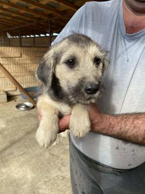 568768209 24983502191290372 1159955947073695615 n