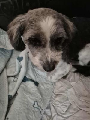 574867068 842719018247839 4731397141877254516 n