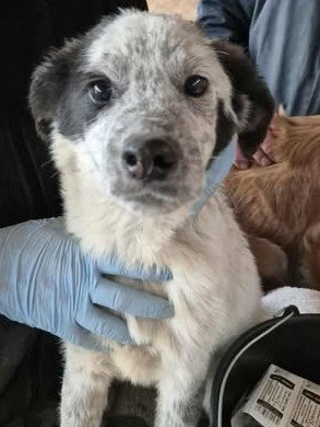 577057341 25157288990578357 1910092590921469350 n