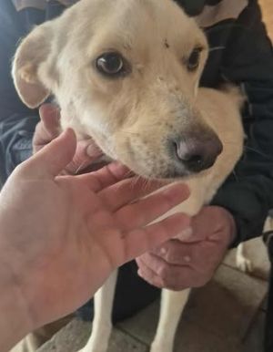 577059450 25147130581594198 9003995997412148398 n