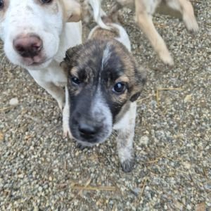 581925310 1344179117373372 388014802496323139 n